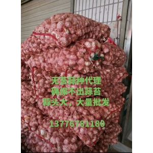 無苔蒜種進入河北水災(zāi)