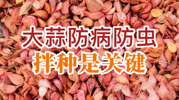 大蒜防病防蟲、拌種是關(guān)鍵 (751播放)