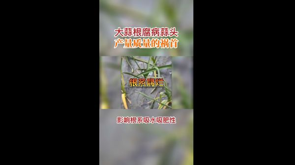 大蒜根腐病蒜頭產(chǎn)量質(zhì)量的禍?zhǔn)?(429播放)